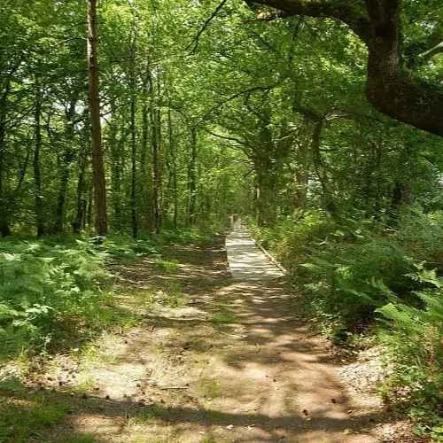 Forêt de Moten Graétal à Surzur